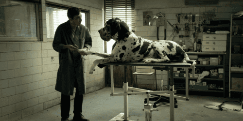 Dogman – Kutyák királya